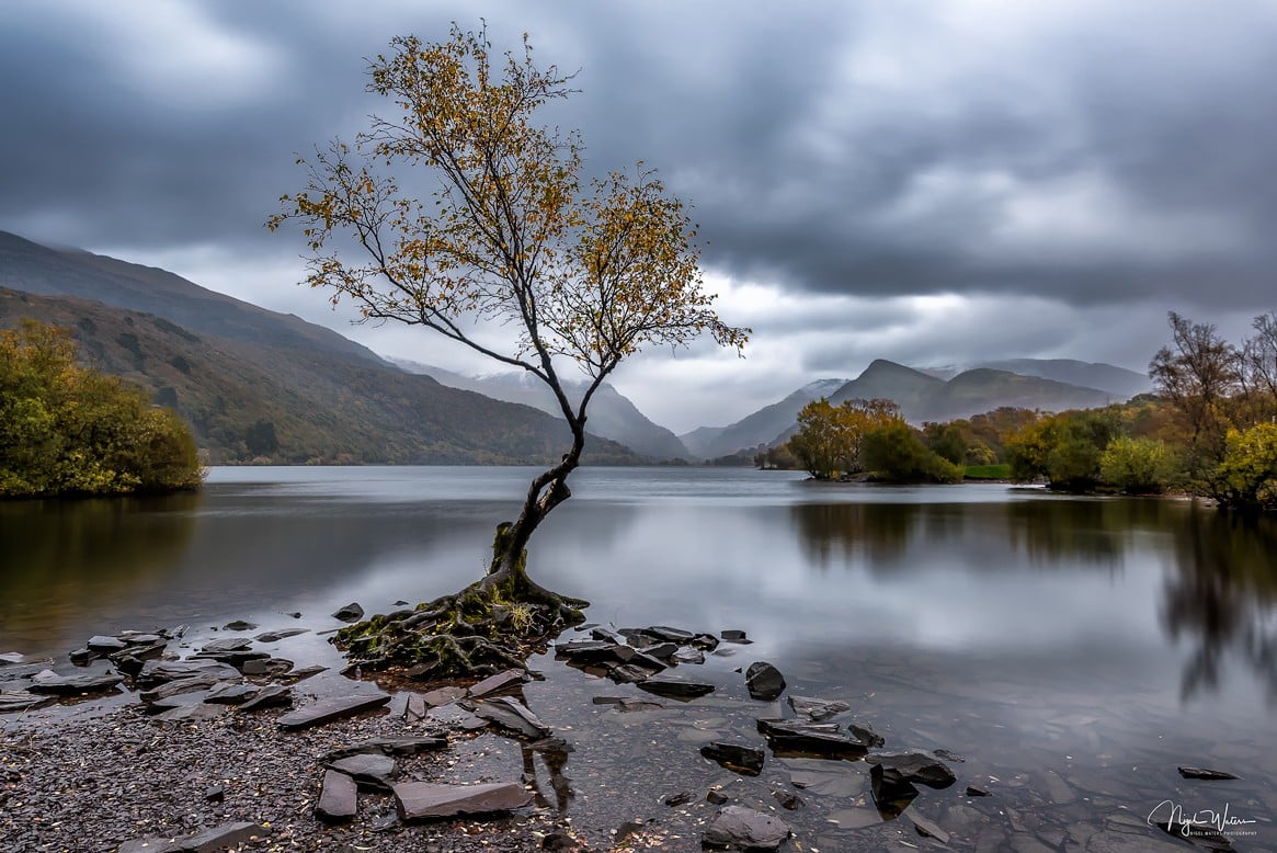 lonely tree with golden leaves Llanberis Snowdonia Wales