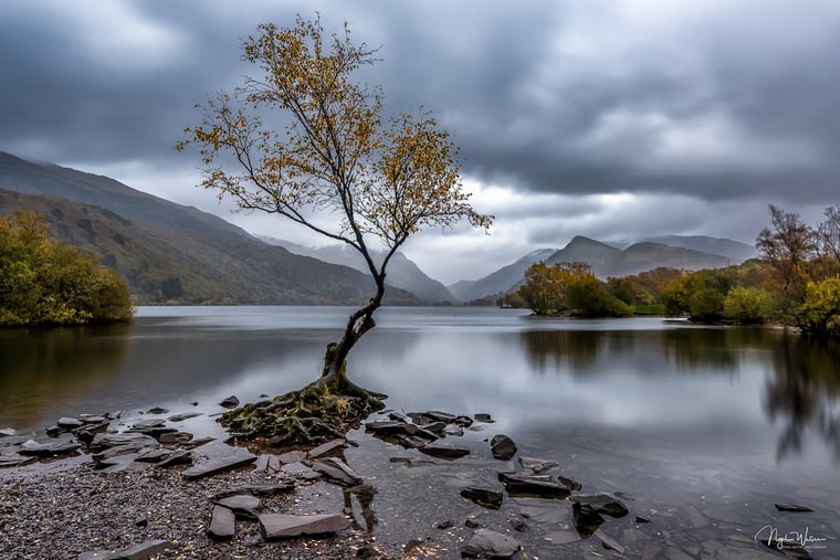 lonely tree with golden leaves Llanberis Snowdonia Wales