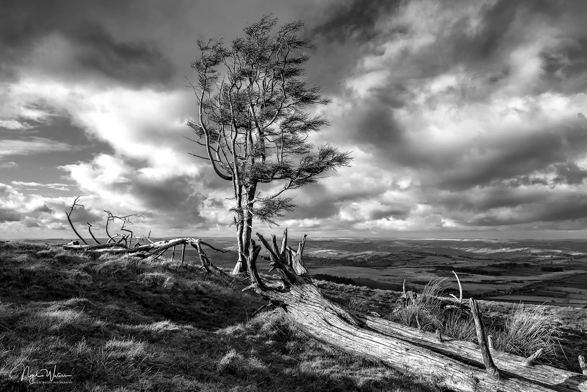 Lone Tree photograph Fan Frynych Brecon Beacons