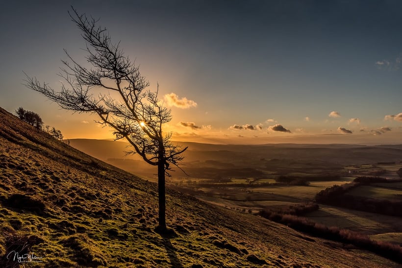 Lone Tree Silhouette