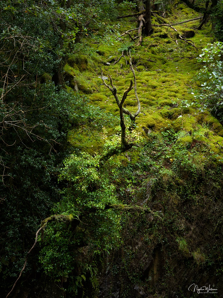 Signed Limited Edition Fine Art Woodland Print titled Take Flight taken in the Rainforests of Wales.