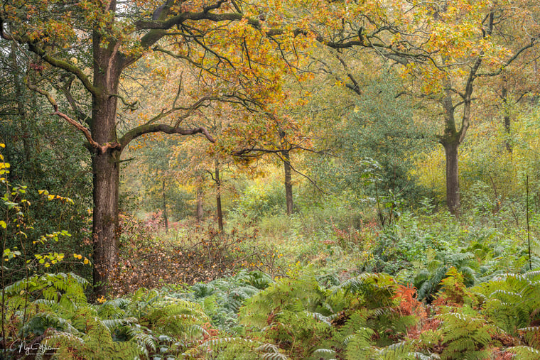 Photograph taken at Chaddesley Wood Titled A Chaddesley Tale