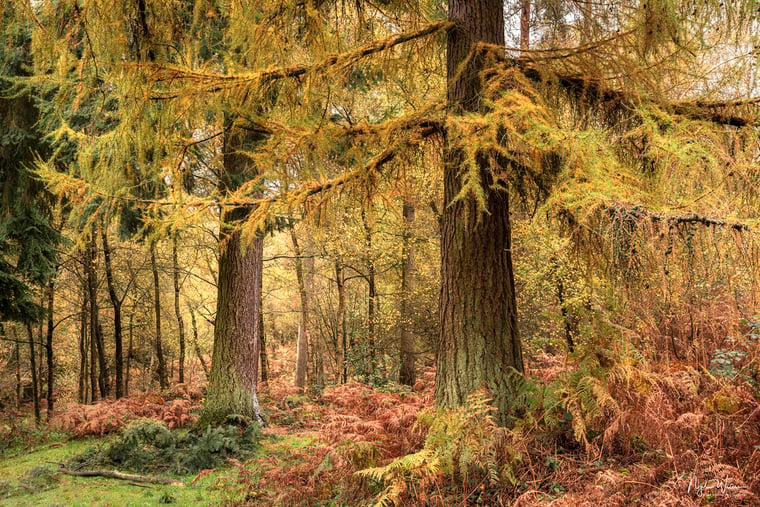 A beautiful larch tree in all its autumn colours