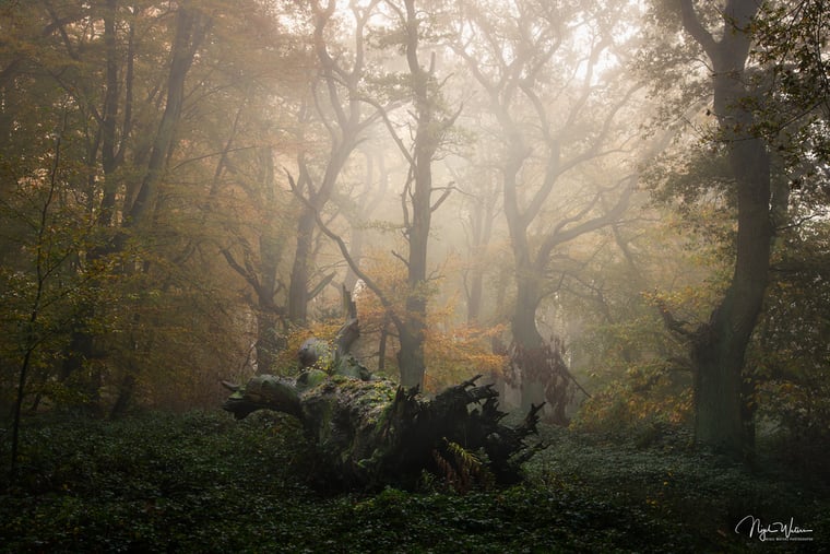 Photograph of fallen veteran tree in mist worcestershire
