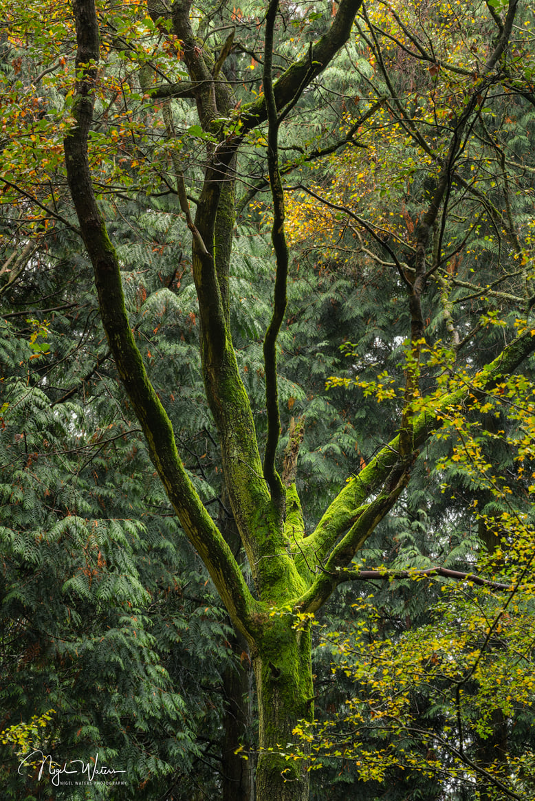 The Greacher - photograph taken at local Woodland