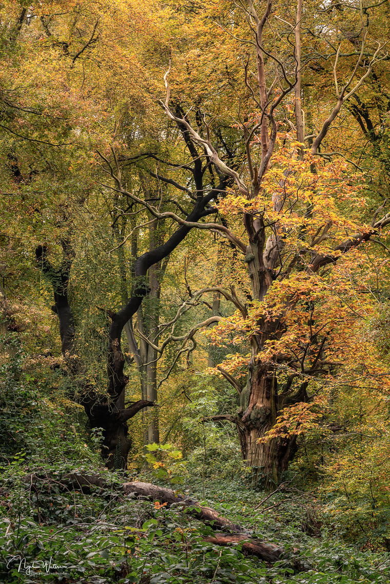 Woodland photograph called dancing queen by nigel waters photography