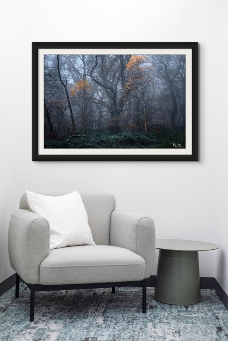 Guardians of the forest Fine Art Print by Nigel Waters Photography