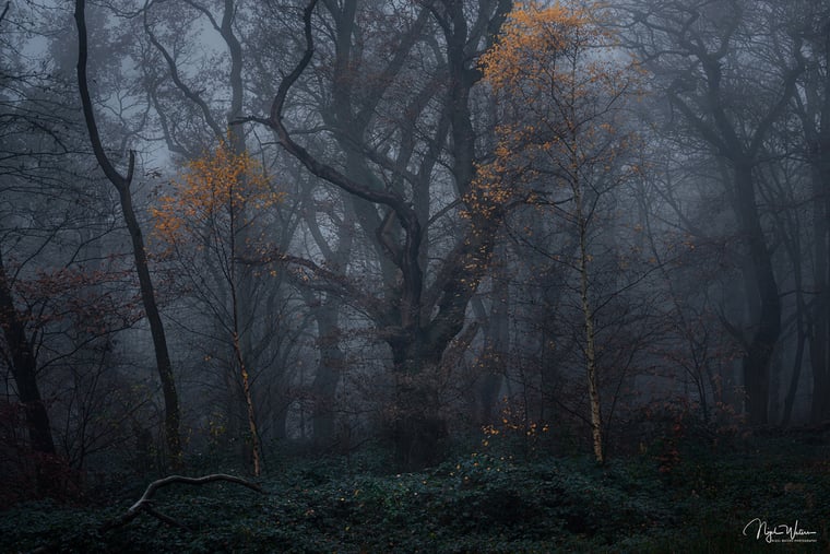 Guardians of the Forest Woodland Photograph taken at blue hour during a misty winters morning