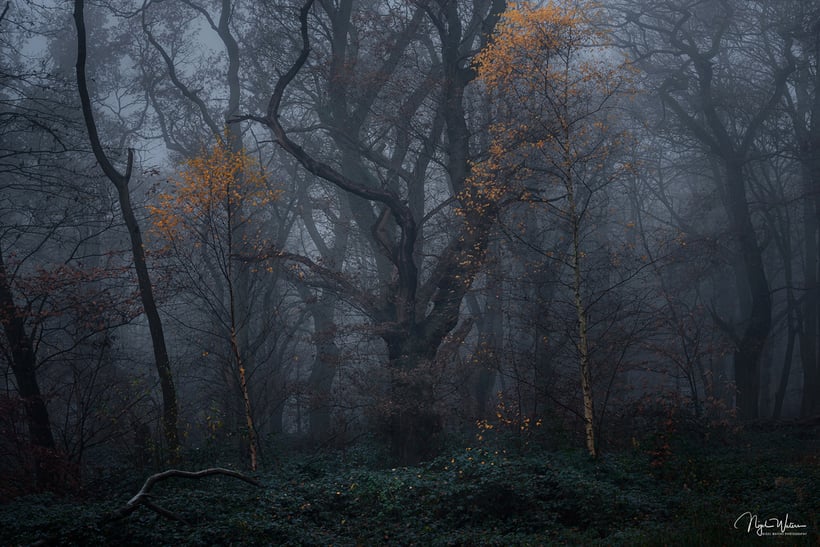 Guardians of the forest