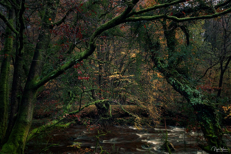 Encapturing Chaos - A chaotic Forest Woodland Photograph Brecon Beacons