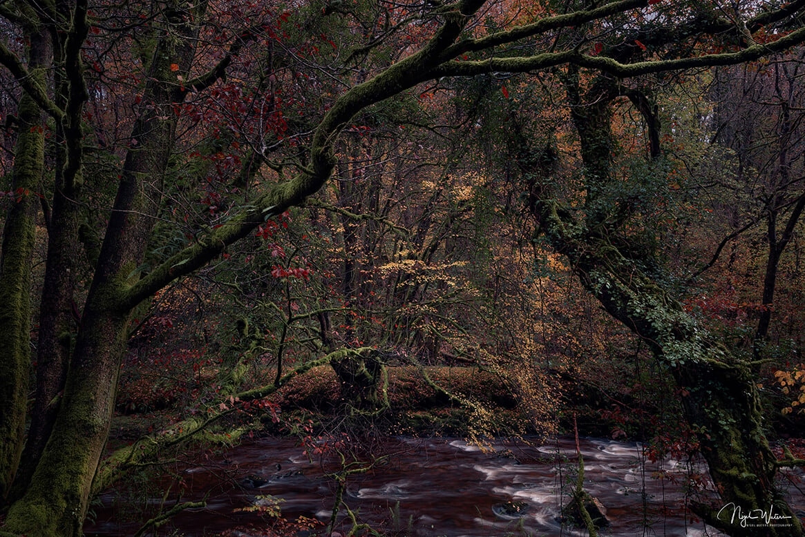 Encapturing Chaos - A chaotic Forest Woodland Photograph Brecon Beacons