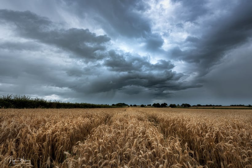 Tempestuous fields of gold