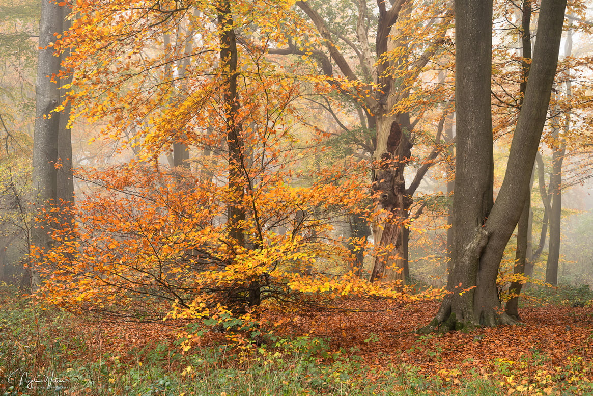 Aureum Scaena Limited Edition Fine Art Photograph Print Worcestershire Woodland Scene