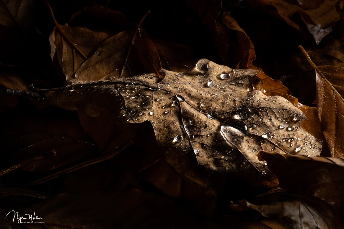 Autumn Tears Limited Edition Fine Art Photograph Print