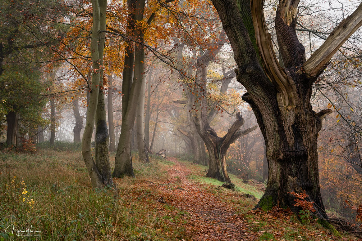 Limited edition photograph print Guard of honour taken in Worcestershire Woodland