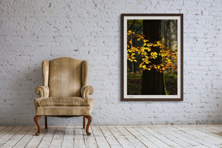 Illumine Fine Art Print by Nigel Waters Photography