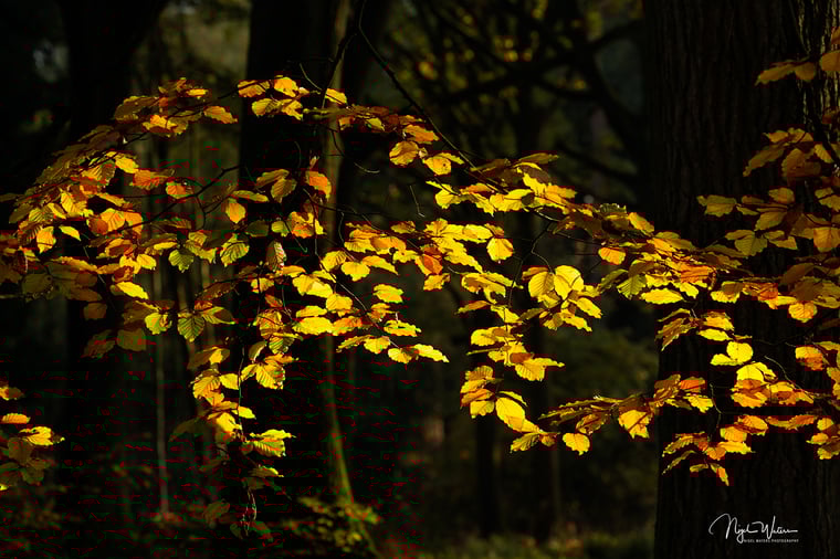 Illumine Folia Limited Edition Fine Art Photograph Print of leaves illuminated by the setting sun