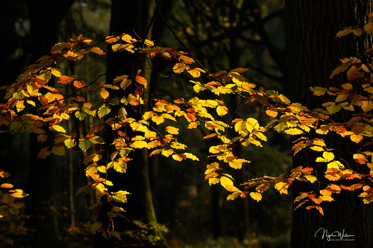 Illumine Folia Limited Edition Fine Art Photograph Print of leaves illuminated by the setting sun