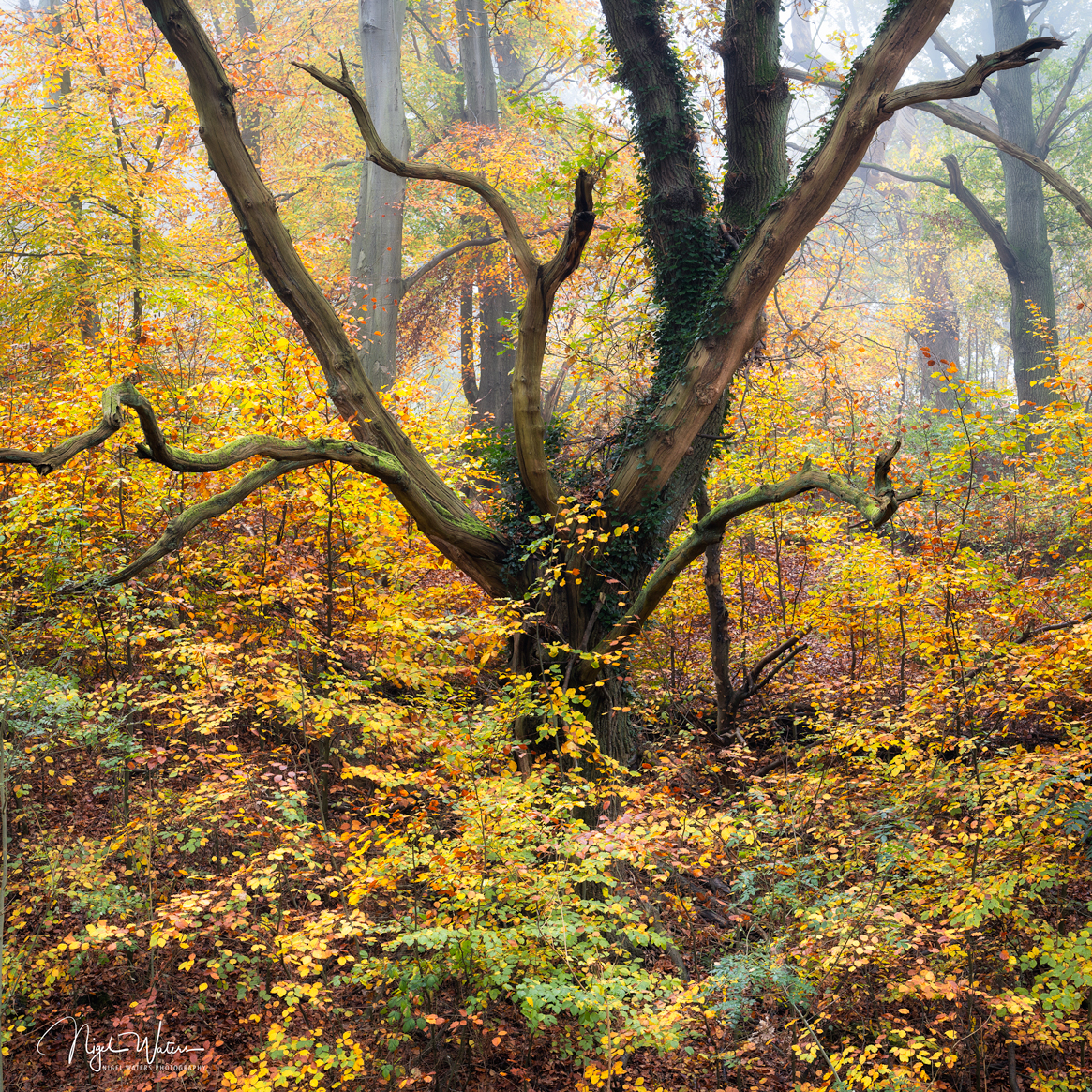 The Party Popper Limited Edition Fine Art Photograph Print of a tree surrounded in Autumn colour