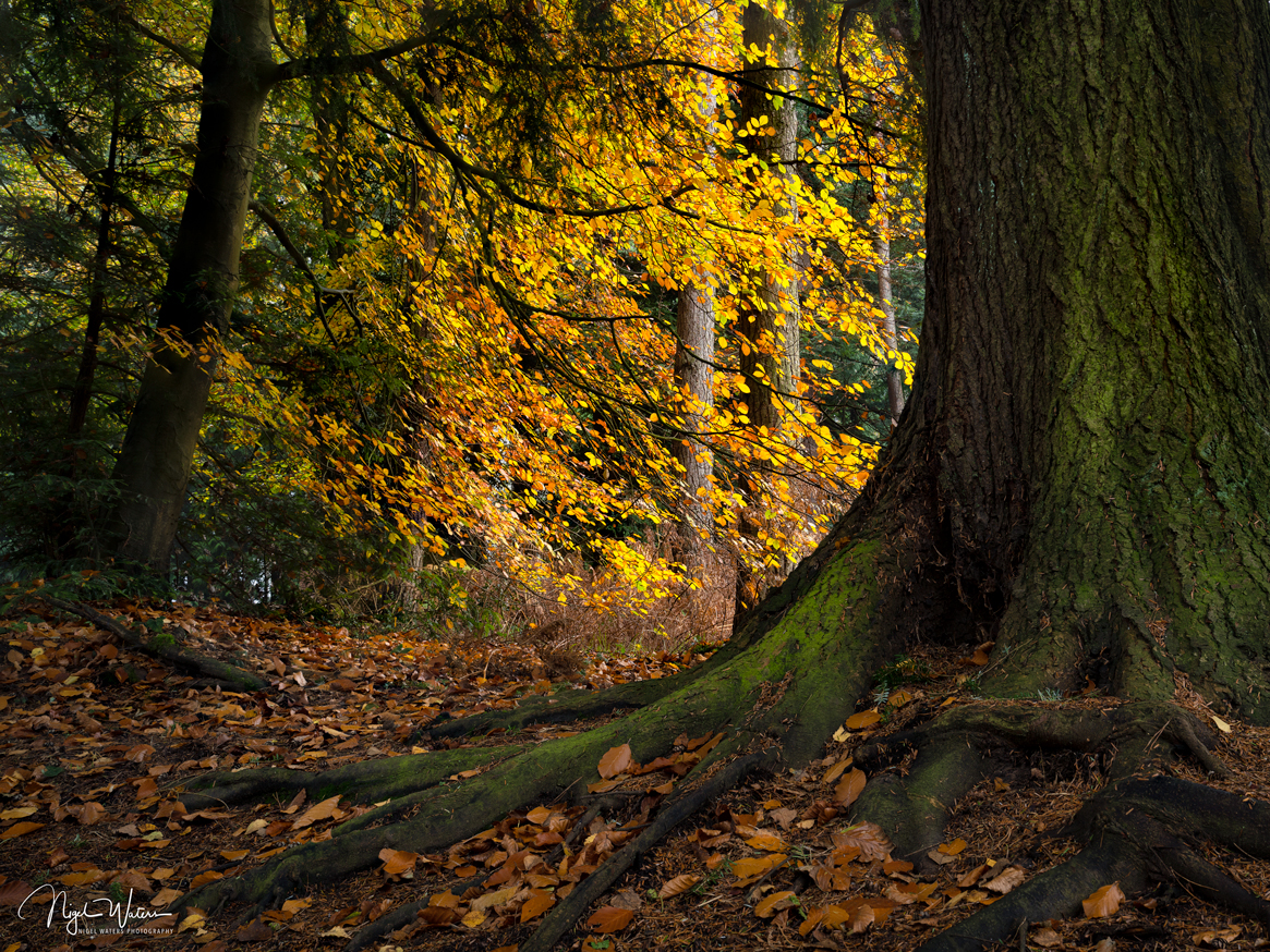 Yggdrasil Limited Edition Fine Art Photograph Print Worcestershire Woodland Scene