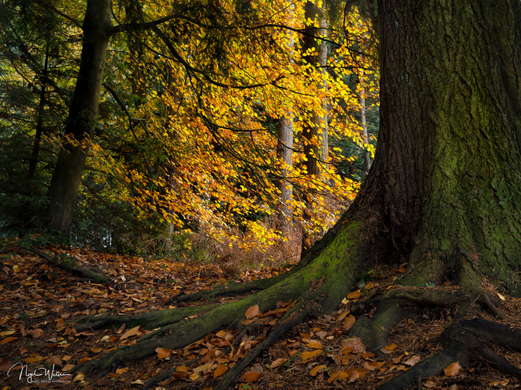 Yggdrasil Limited Edition Fine Art Photograph Print Worcestershire Woodland Scene