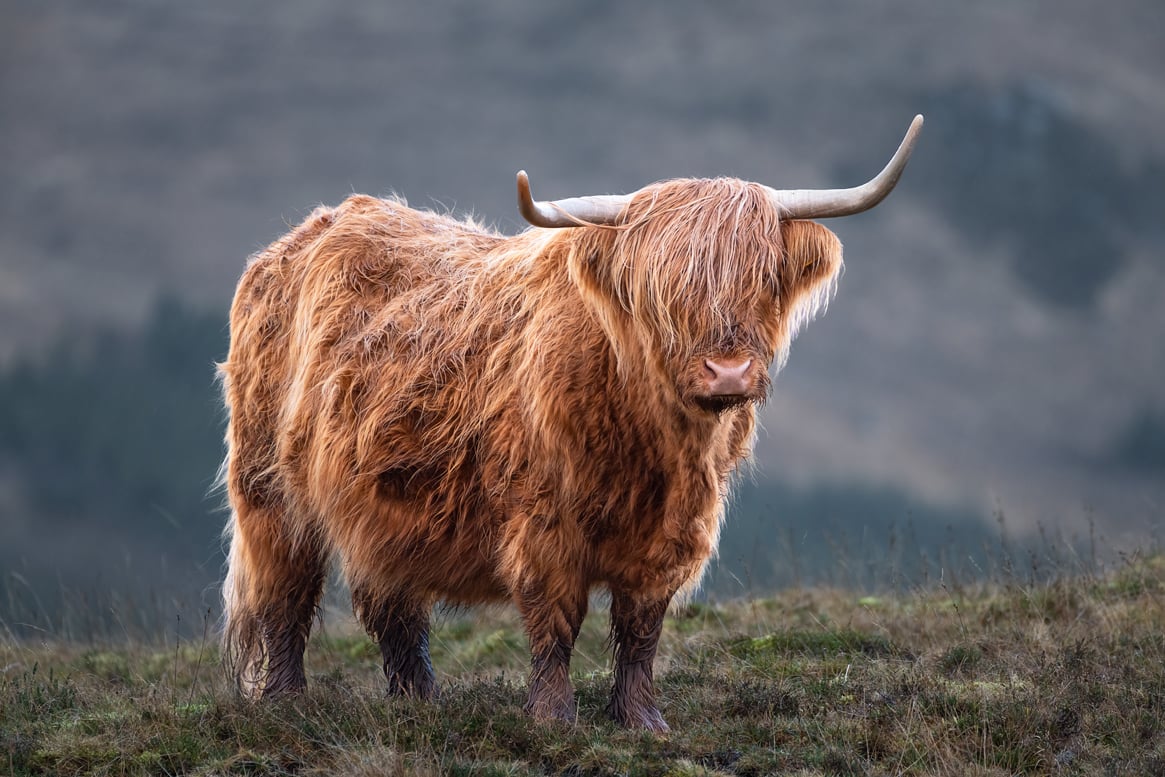 Limited Edition Photographic print Heilan Coo, Highland Cow, Scotland Highlands