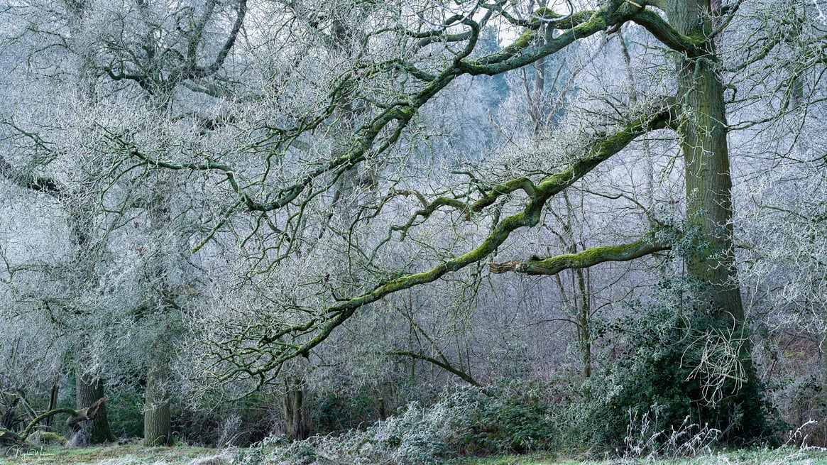 Limited edition photograph print The Protector taken in a Worcestershire Woodland