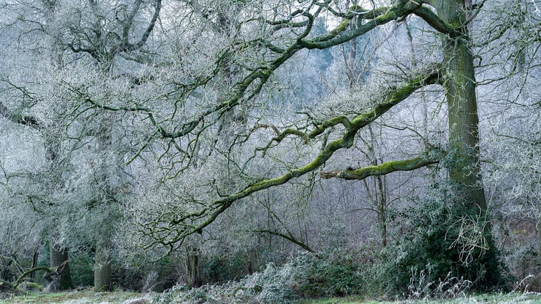 Limited edition photograph print The Protector taken in a Worcestershire Woodland