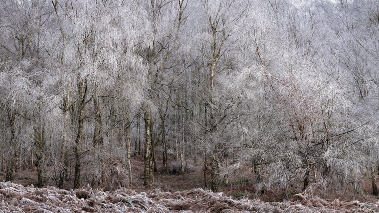 Limited edition photograph print Frozen in time taken in a Worcestershire Woodland