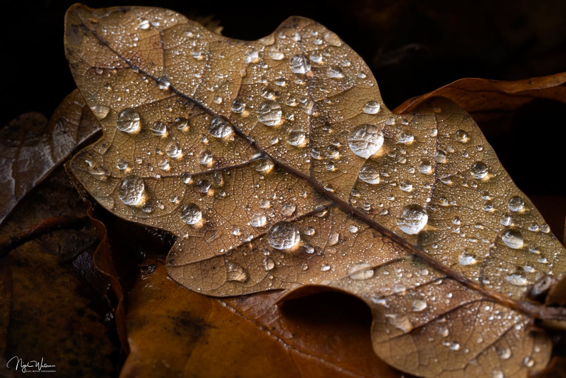 Dew Drops Limited Edition Fine Art Photograph Print