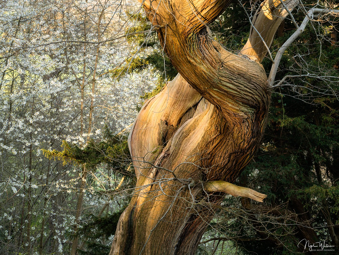 Signed Limited Edition Fine Art Woodland Print titled Contortion taken in Worcestershire woods.