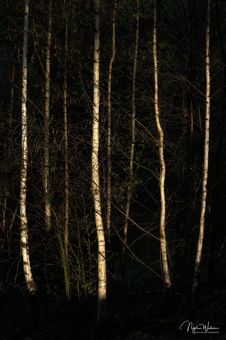 Signed Limited Edition Fine Art Woodland Print titled Enlightened Erebus. Photograph of Silver Birch illuminated by spring sunlight in Worcestershire.