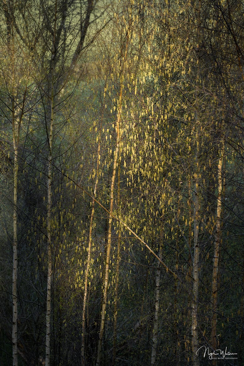 Signed Limited Edition Fine Art Woodland Print titled Xriso Gatoules. Photograph of Golden Catkins illuminated by dappled spring sunlight in Worcestershire.