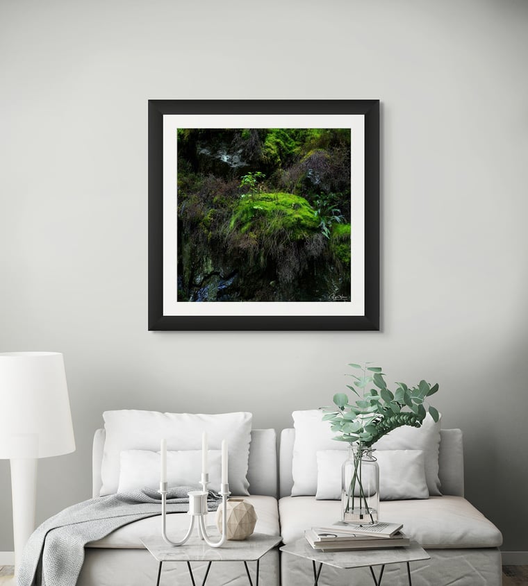 Signed Limited Edition Fine Art Woodland Print titled A New Beginning taken in the Rainforests of Wales.