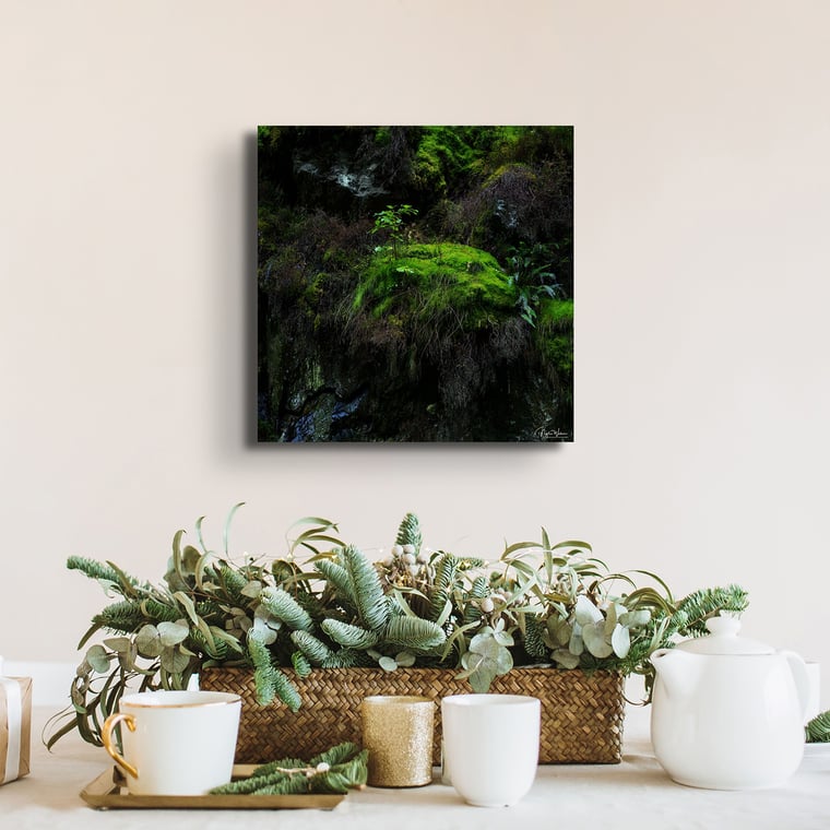 Signed Limited Edition Fine Art Woodland Print titled A New Beginning taken in the Rainforests of Wales.