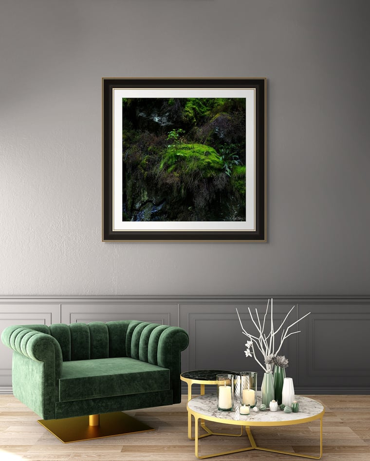 Signed Limited Edition Fine Art Woodland Print titled A New Beginning taken in the Rainforests of Wales.