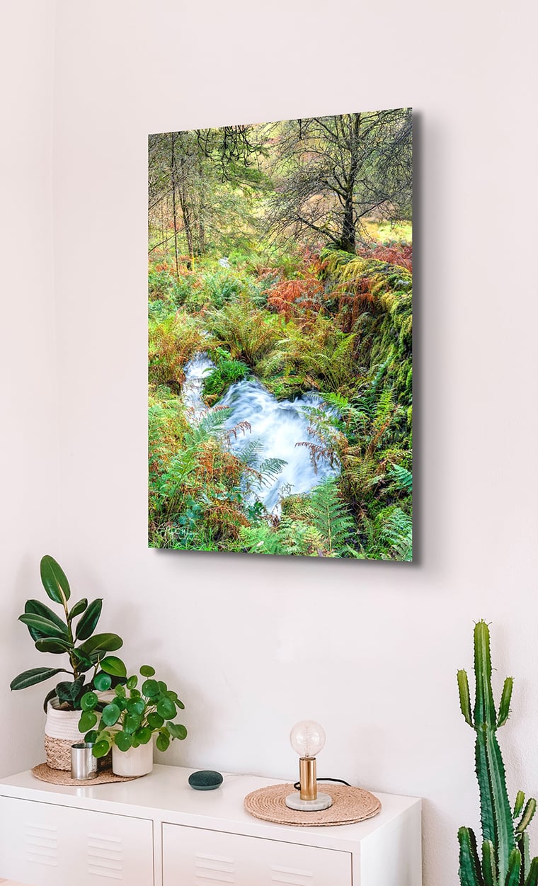 Signed Limited Edition Fine Art Woodland Print titled Autumn Spring taken in the Rainforests of Wales.