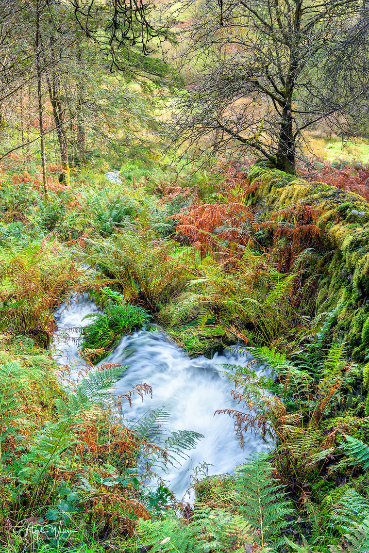 Signed Limited Edition Fine Art Woodland Print titled Autumn Spring taken in the Rainforests of Wales.