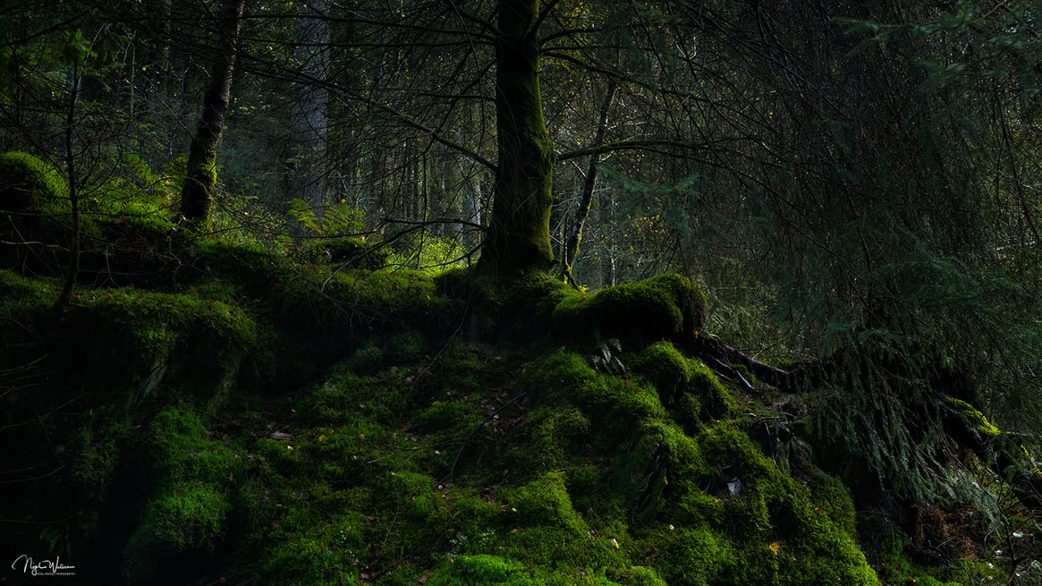 Signed Limited Edition Fine Art Woodland Print titled Bigfoot taken in the Rainforests of Wales.