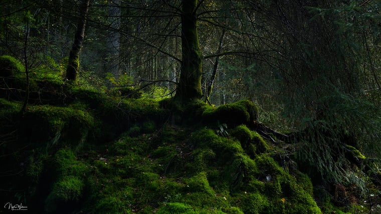 Signed Limited Edition Fine Art Woodland Print titled Bigfoot taken in the Rainforests of Wales.