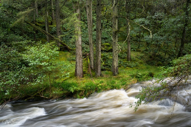 Signed Limited Edition Fine Art Woodland Print titled Conundrum taken in the Rainforests of Wales.