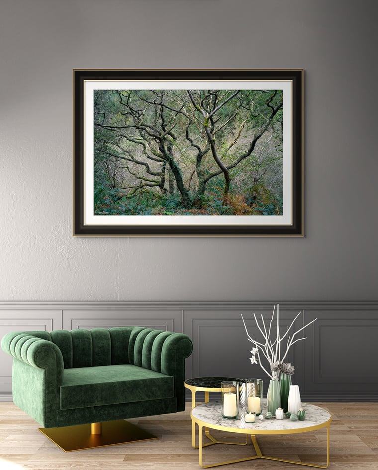 Signed Limited Edition Fine Art Woodland Print titled Dendra taken in the Rainforests of Wales.