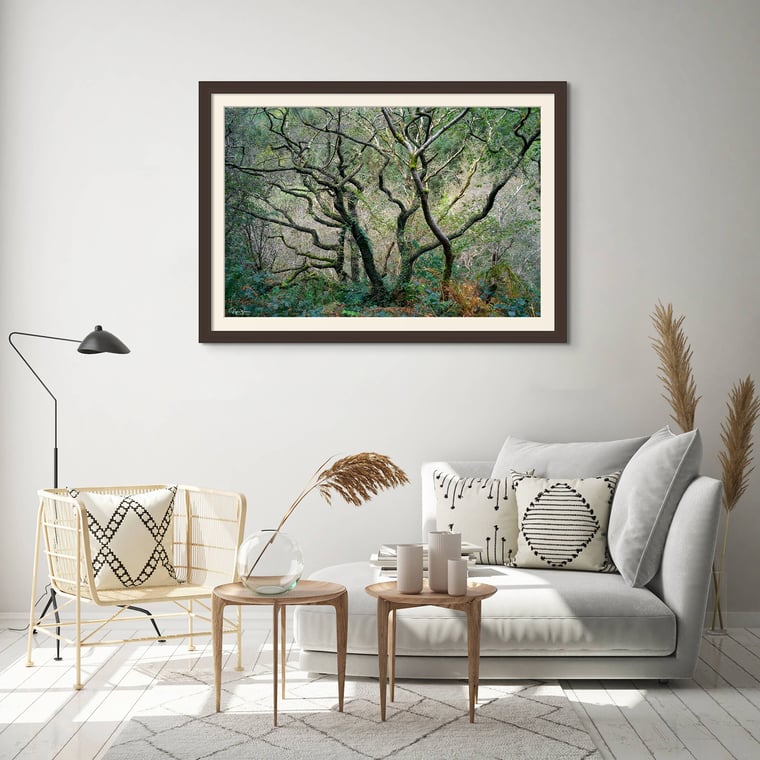 Signed Limited Edition Fine Art Woodland Print titled Dendra taken in the Rainforests of Wales.