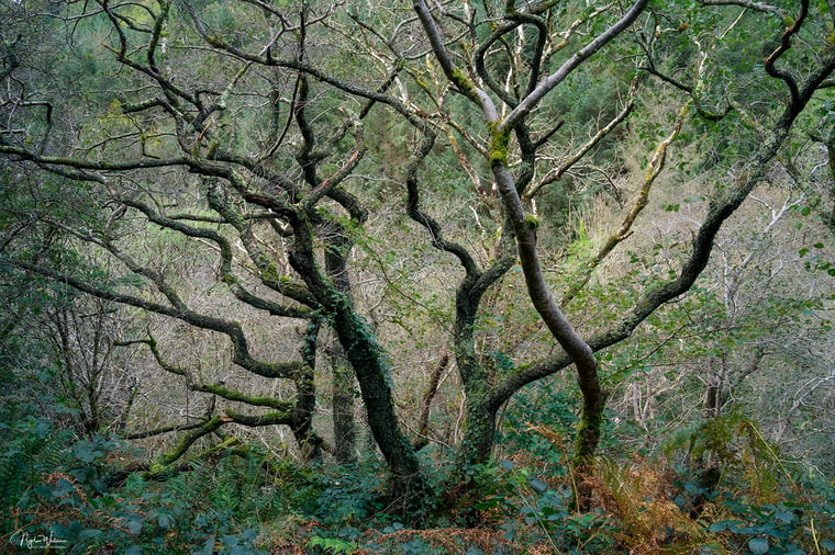 Signed Limited Edition Fine Art Woodland Print titled Dendra taken in the Rainforests of Wales.