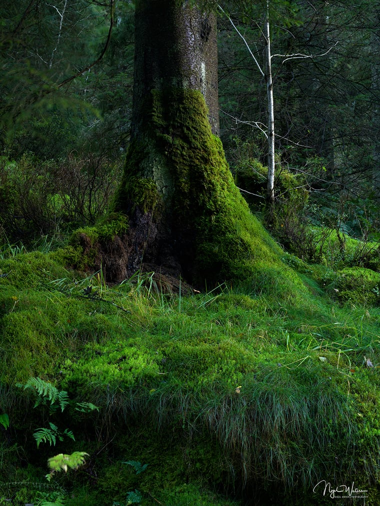 Signed Limited Edition Fine Art Woodland Print titled Emerald Tapestry taken in the Rainforests of Wales.