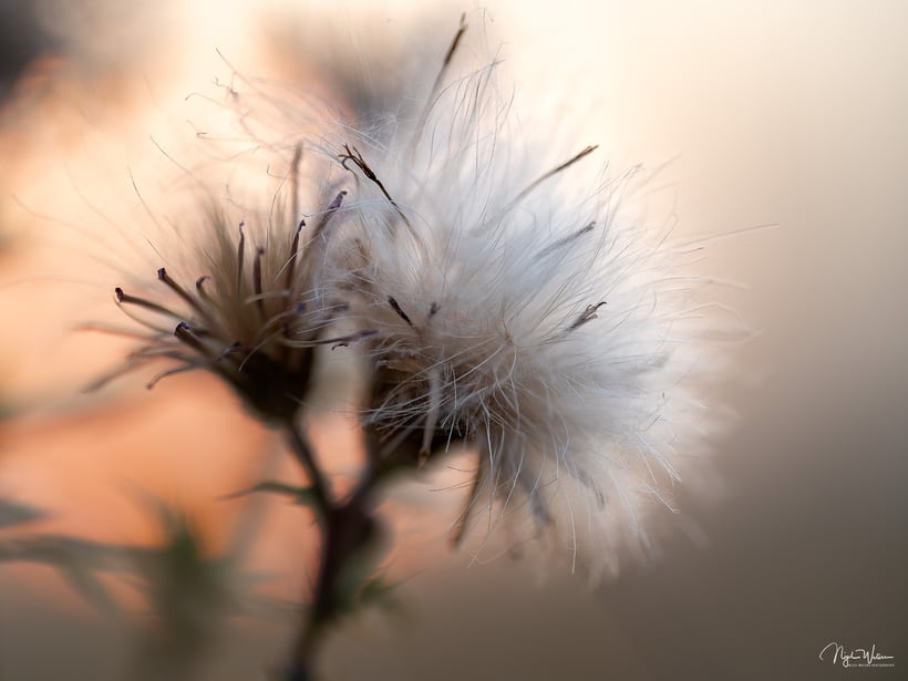 Abstract Nature Photography | British Photographer