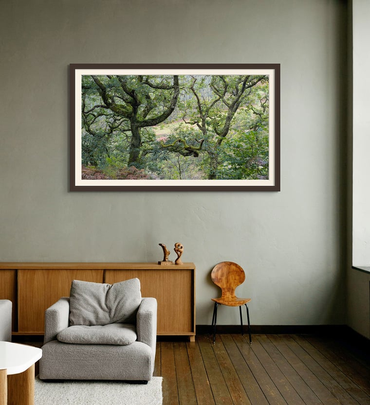 Signed Limited Edition Fine Art Woodland Print titled Puzzle taken in the Rainforests of Wales.
