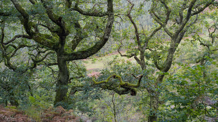 Signed Limited Edition Fine Art Woodland Print titled Puzzle taken in the Rainforests of Wales.