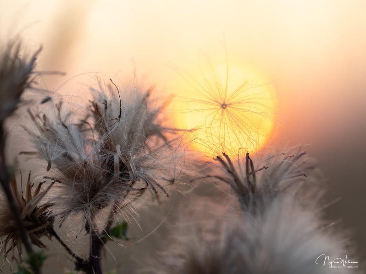 Limited Edition Abstract Nature Photograph Fine Art Print titled Sun Seed