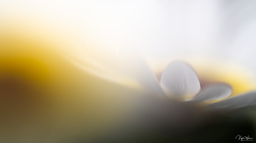 Abstract Nature Photography | British Photographer